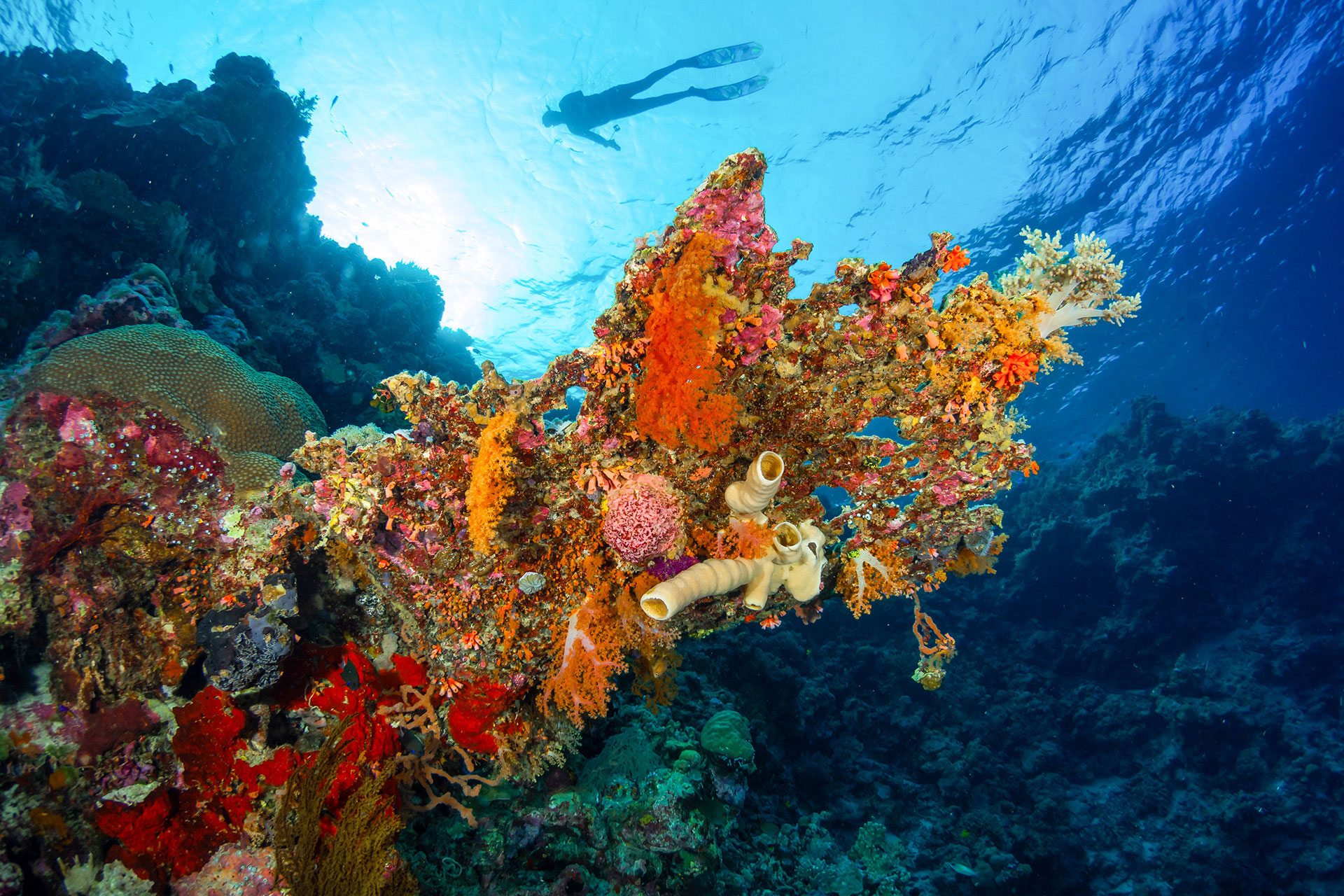 Experience Wakatobi Courtyard Residence Wakatobi Difference Snorkel